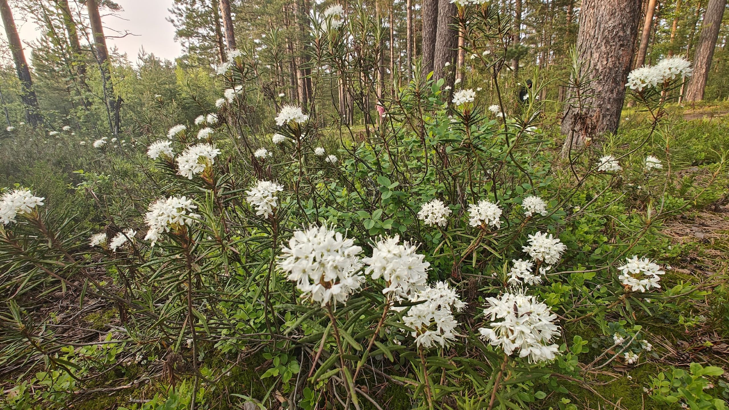 Известный биолог и журналист рассказал, чем опасен багульник во время цветения