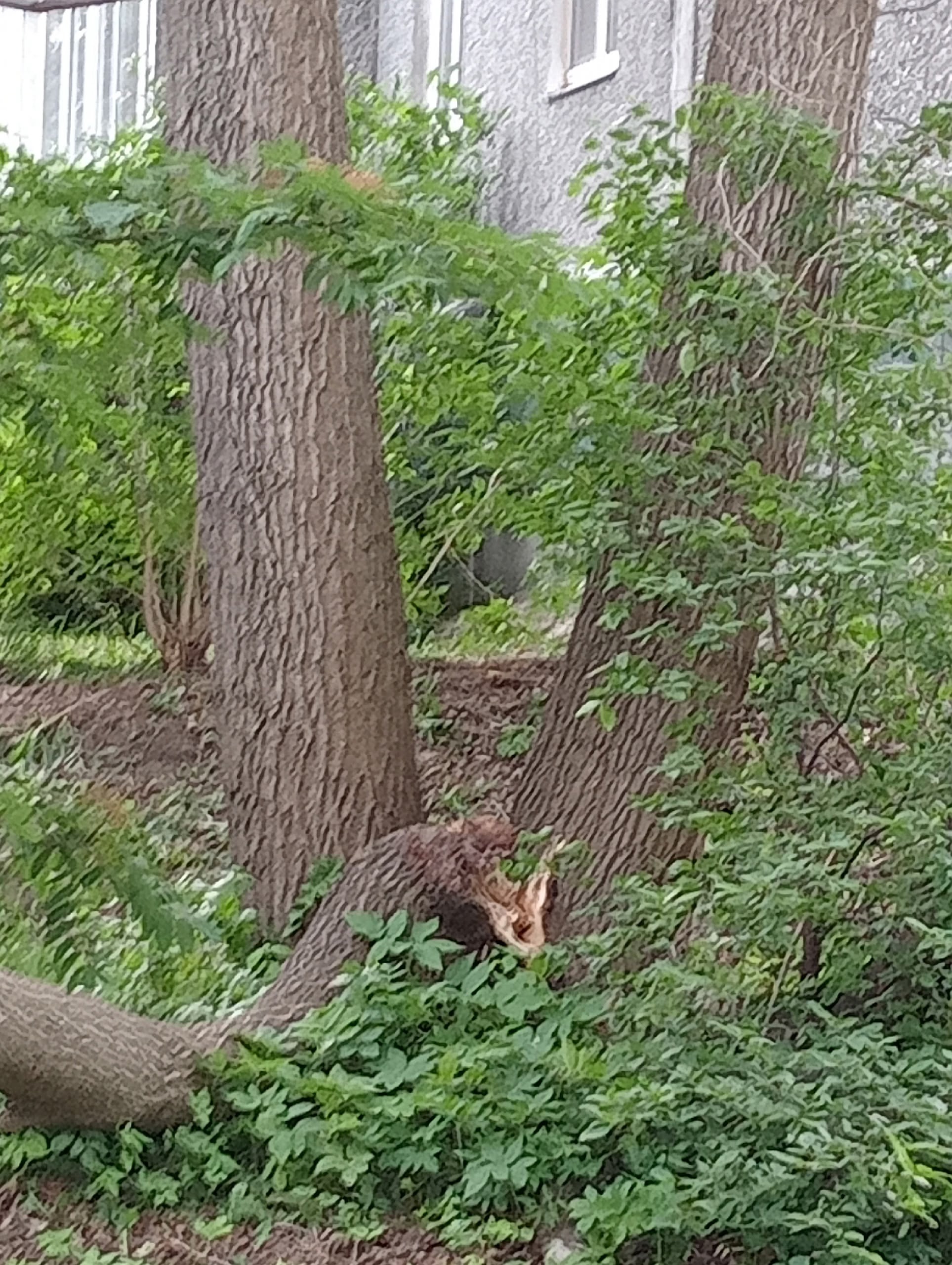 Аварийный тополь угрожает жителям отдаленного района в Петрозаводске