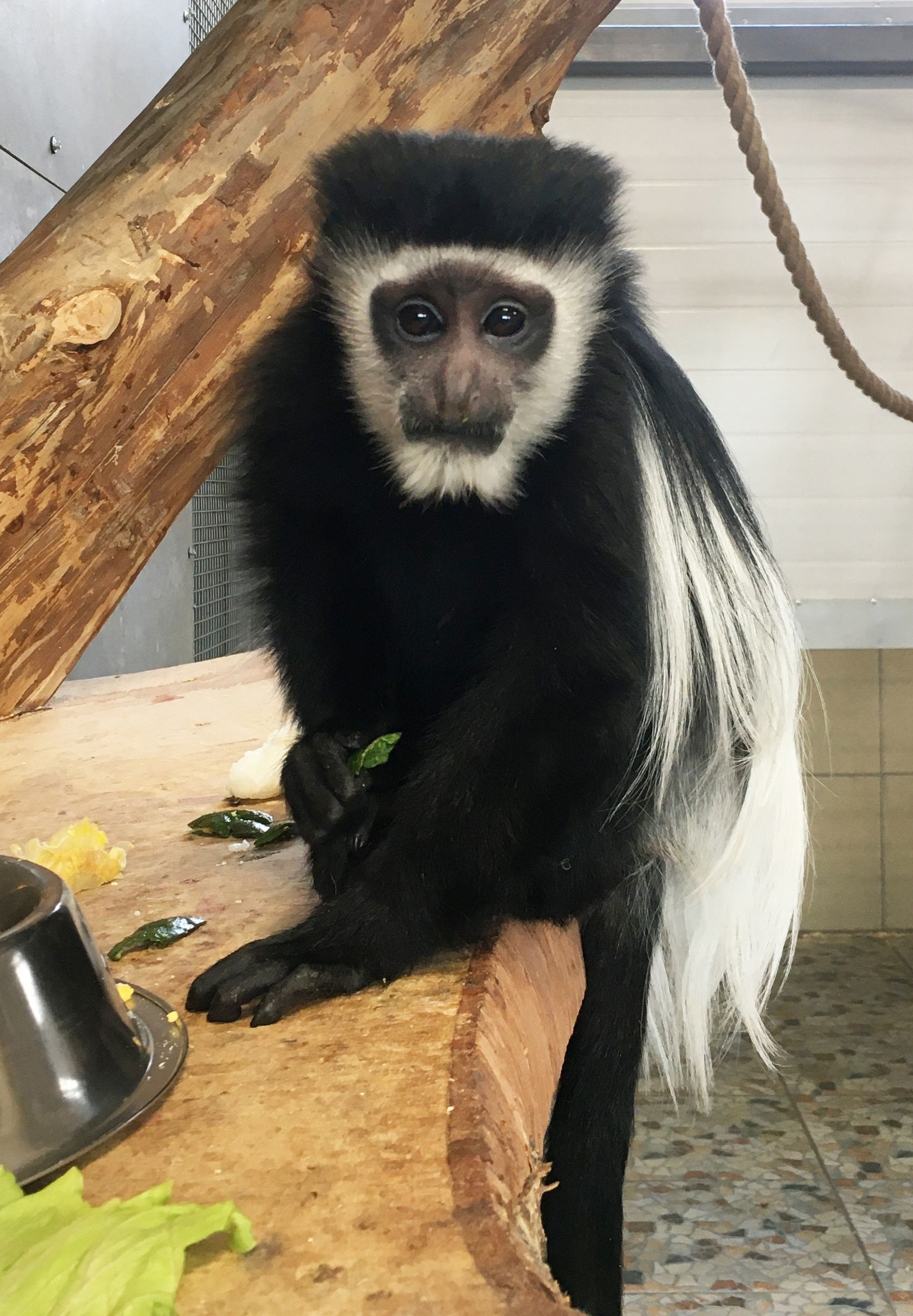 Стало известно, где в Карелии можно увидеть обезьян-денди