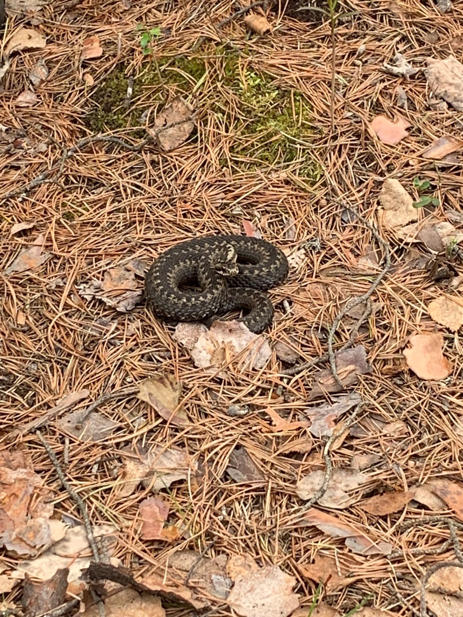 В Карелии предупредили об активности змей