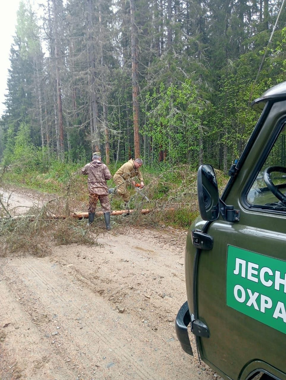 Узнали, в каких условиях работают лесные инспекторы в Карелии