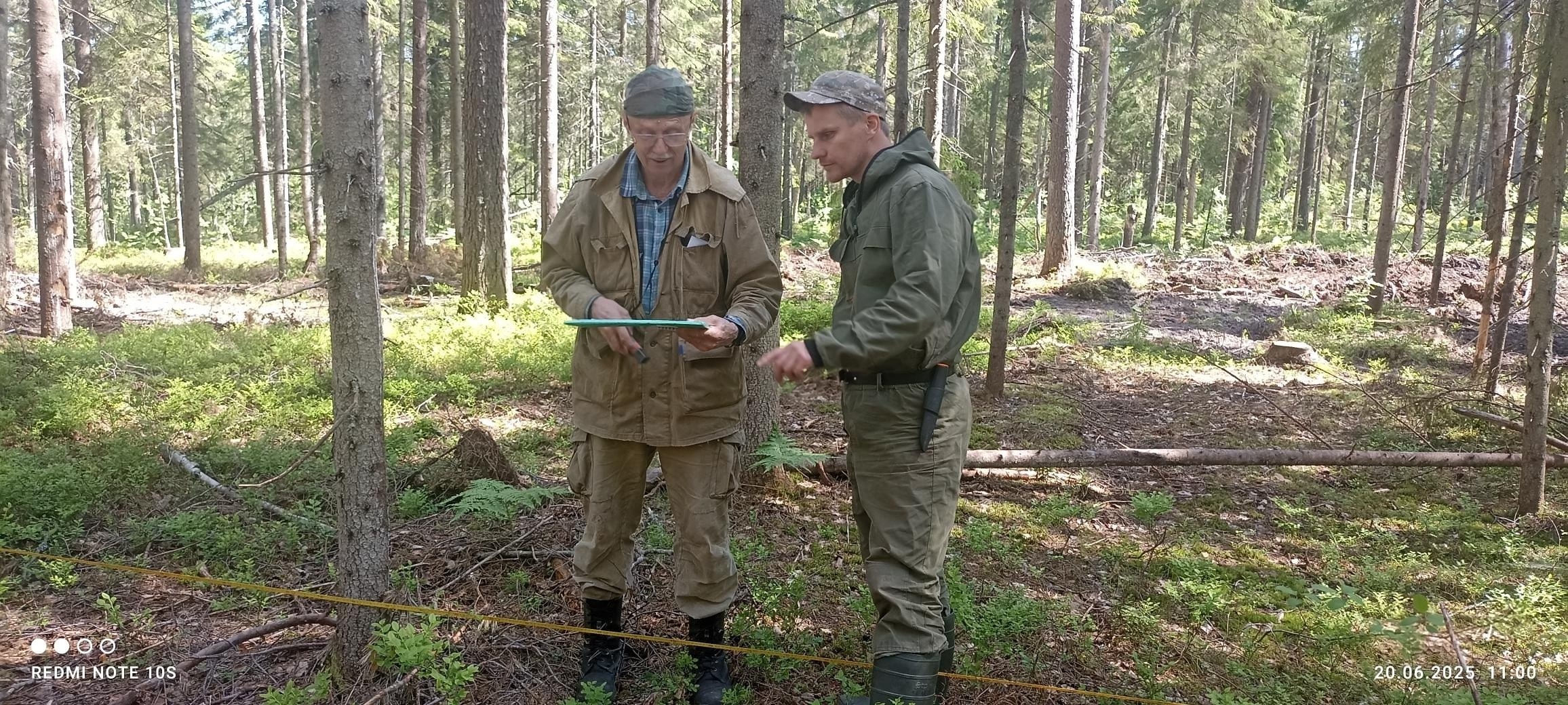 В защитных лесах Карелии стали тестировать новые методы лесовосстановления