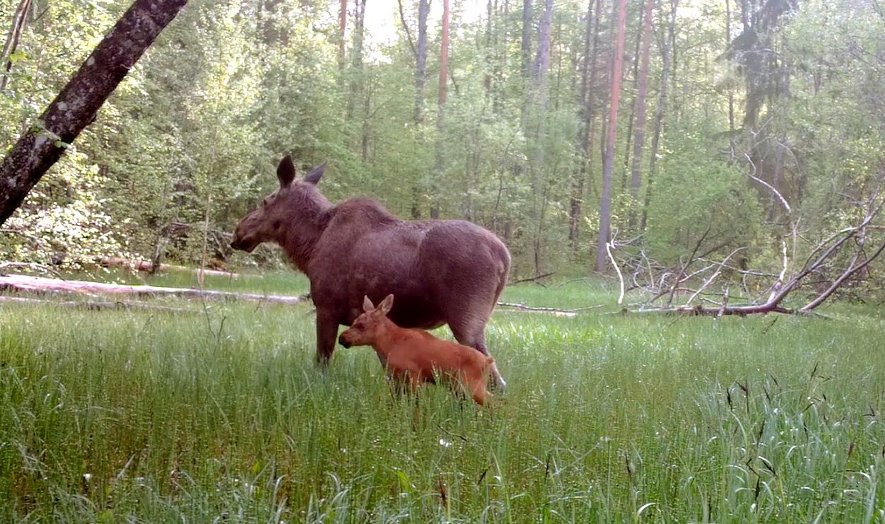 В соседнем с Карелией регионе молодая лосиха стала мамой