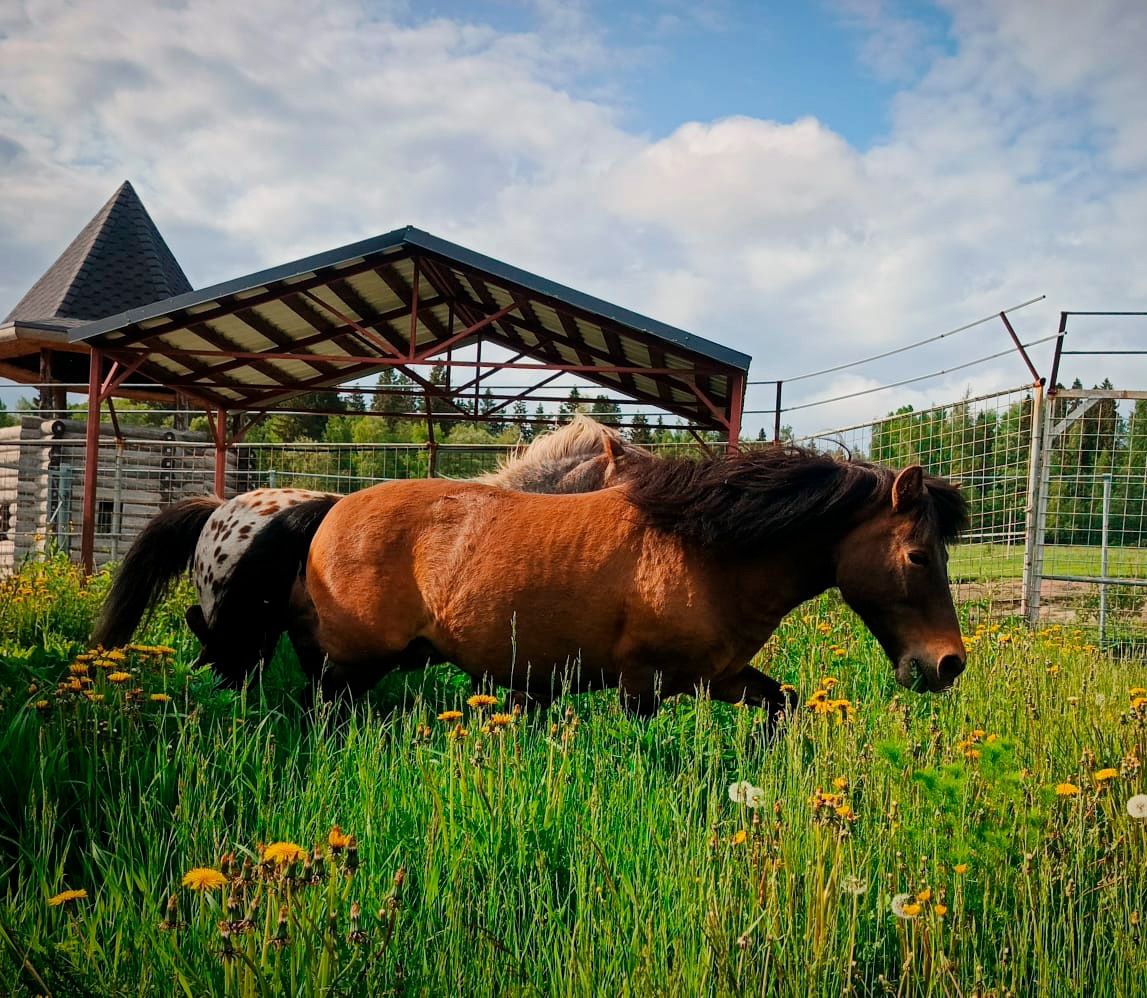 Пони Аппалуза ждут гостей в Карельском зоопарке