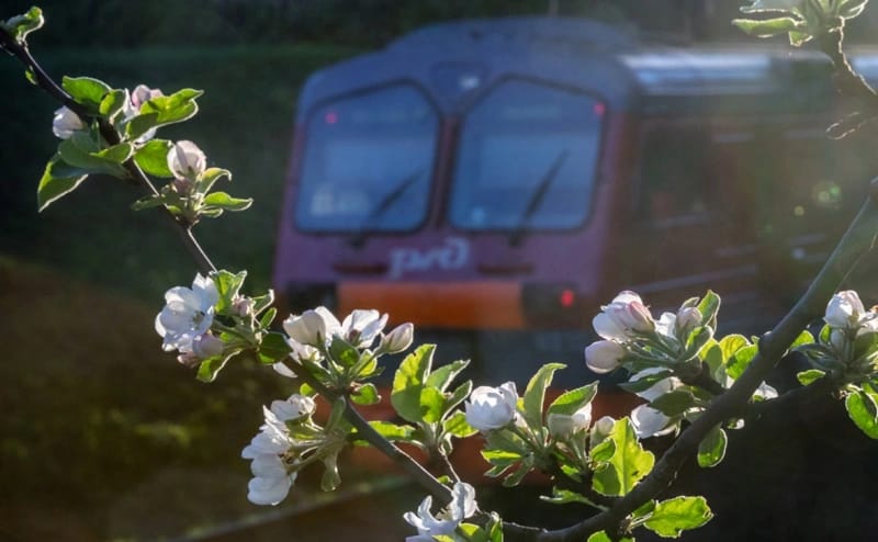 Стало известно, какой будет стоимость проезда в петрозаводской электричке