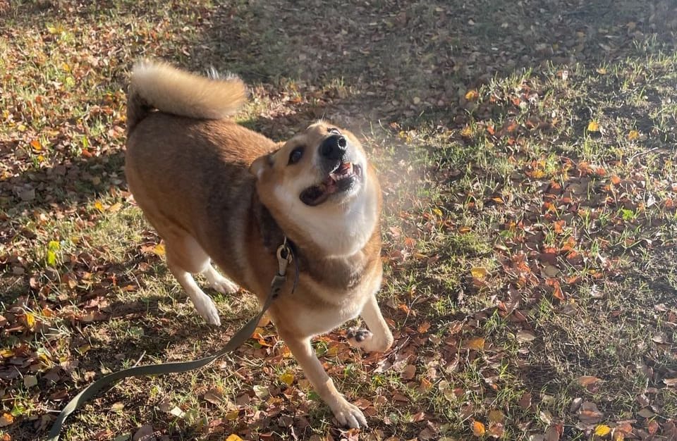 Требуется зооняня: в Карелии начался летний всплеск спроса на заботу о питомцах