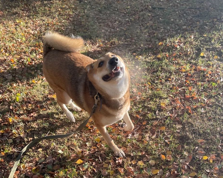 Советы ветеринара по спасению питомца в случае укуса пчел или ос