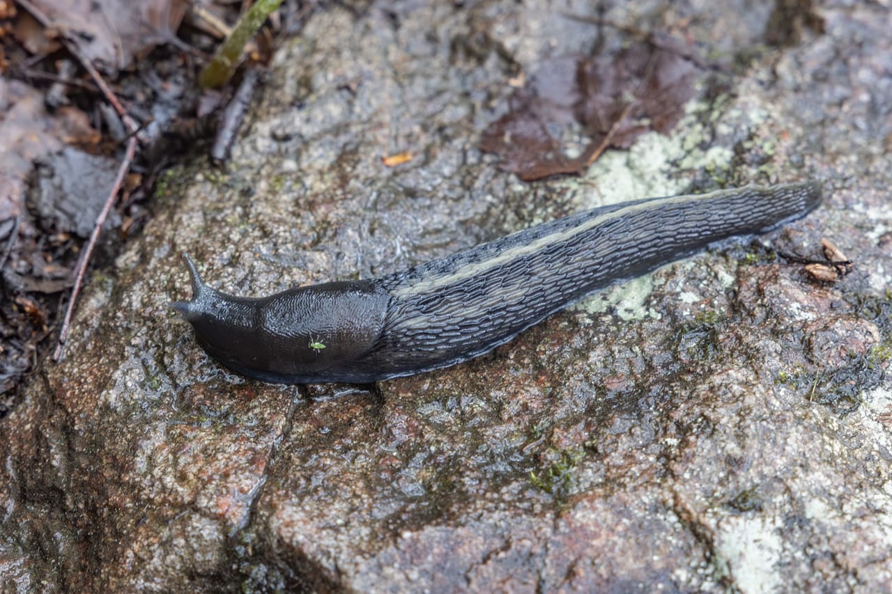 На грани научного открытия: с чудесами Воттоваары столкнулся известный фотограф Карелии