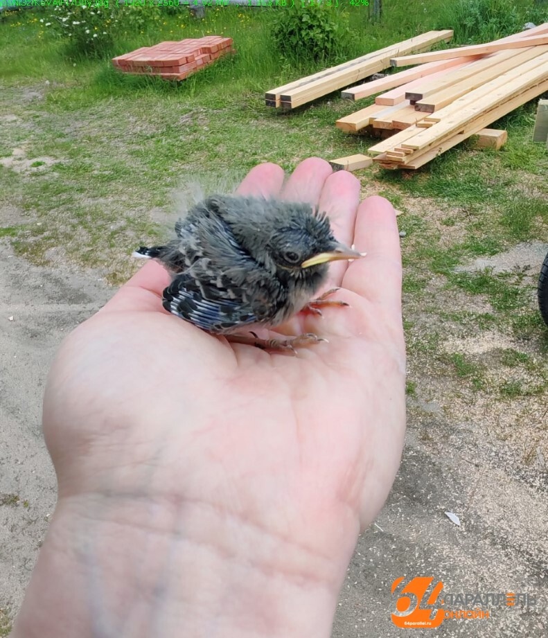 В сети рассказали, как вести себя при встрече со слетком