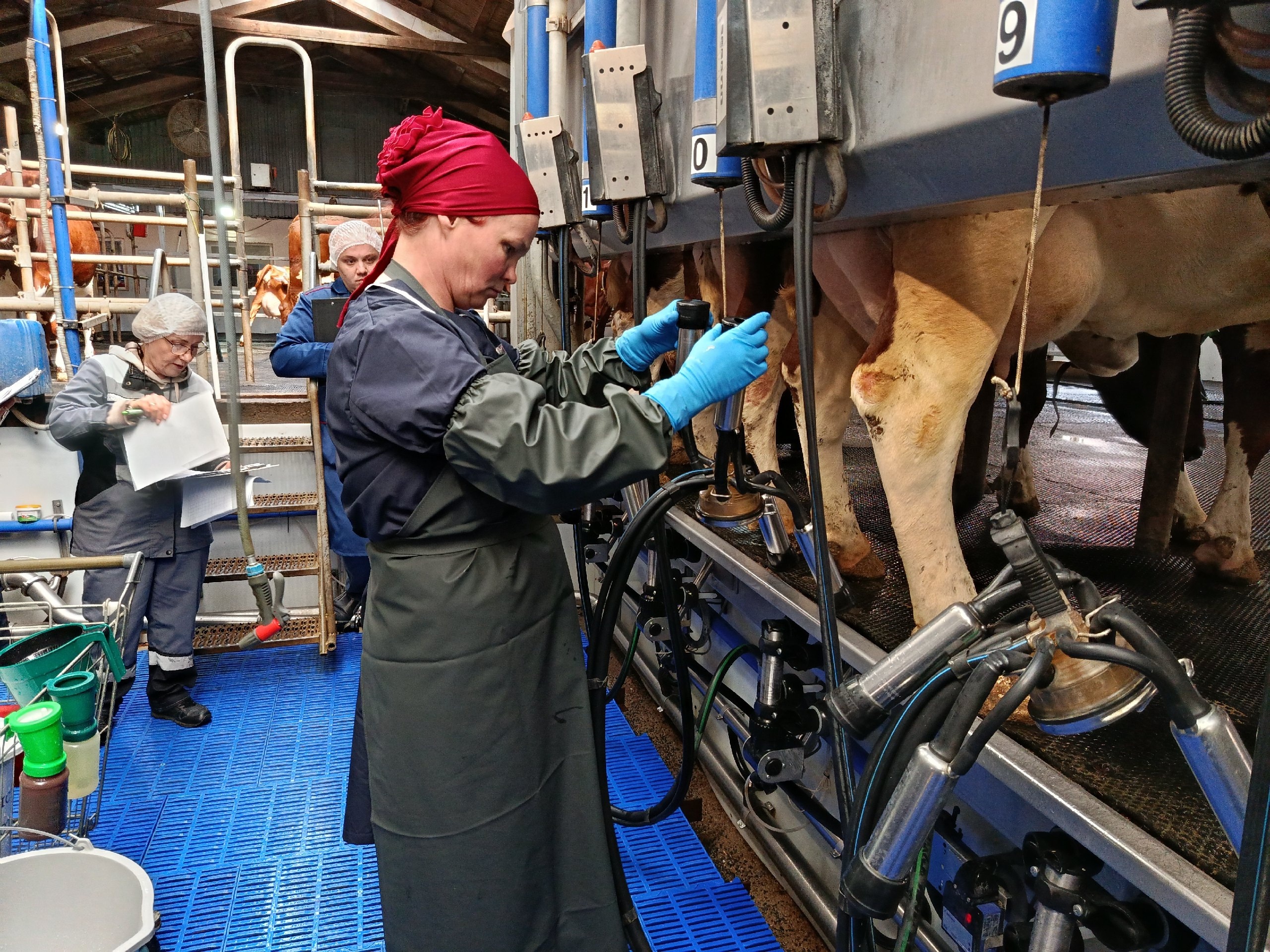 Премии в 100 тысяч получили доярки из Мегреги