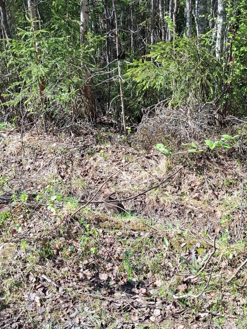 На поиски зайца в карельском лесу дали десять секунд