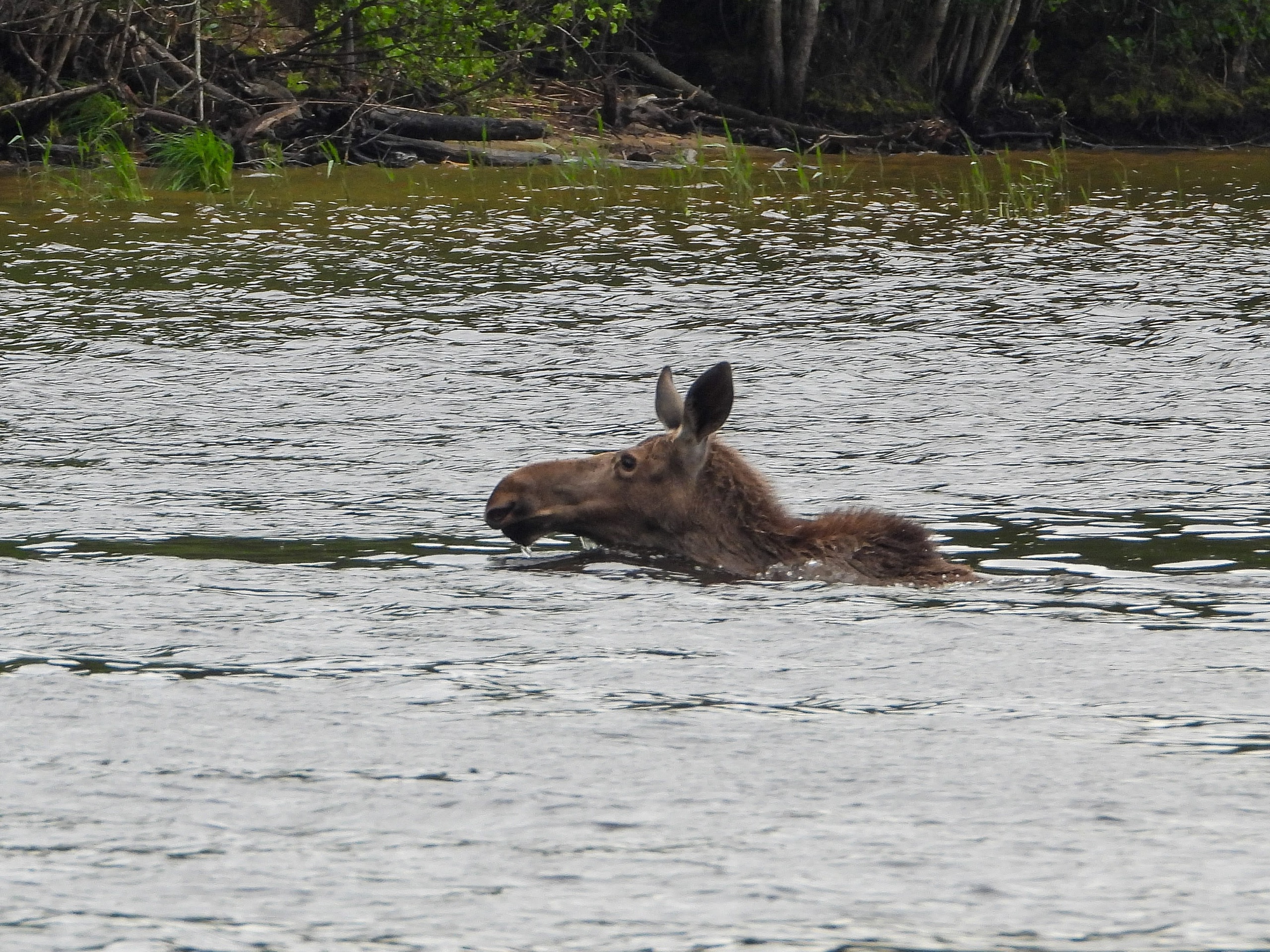 Банные процедуры лося засняли на видео в заповеднике рядом с Карелией