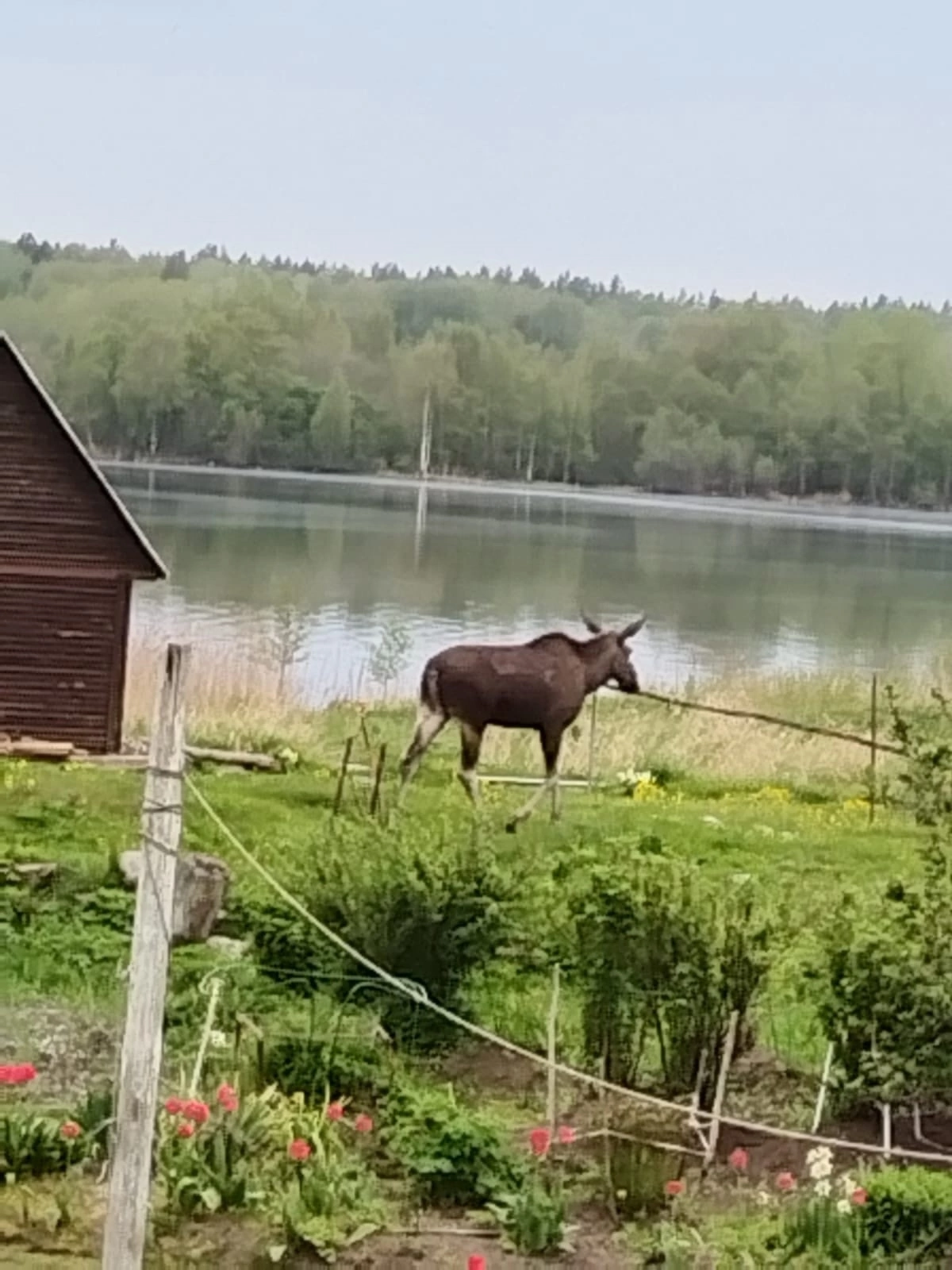 Лось Яшка проверил огороды у жителей Заонежья в Карелии