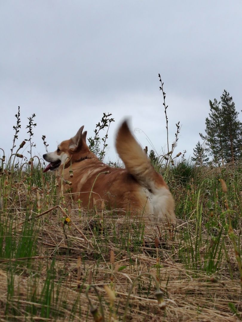 Изъятие участков: в России утвердили признаки неосвоенной земли