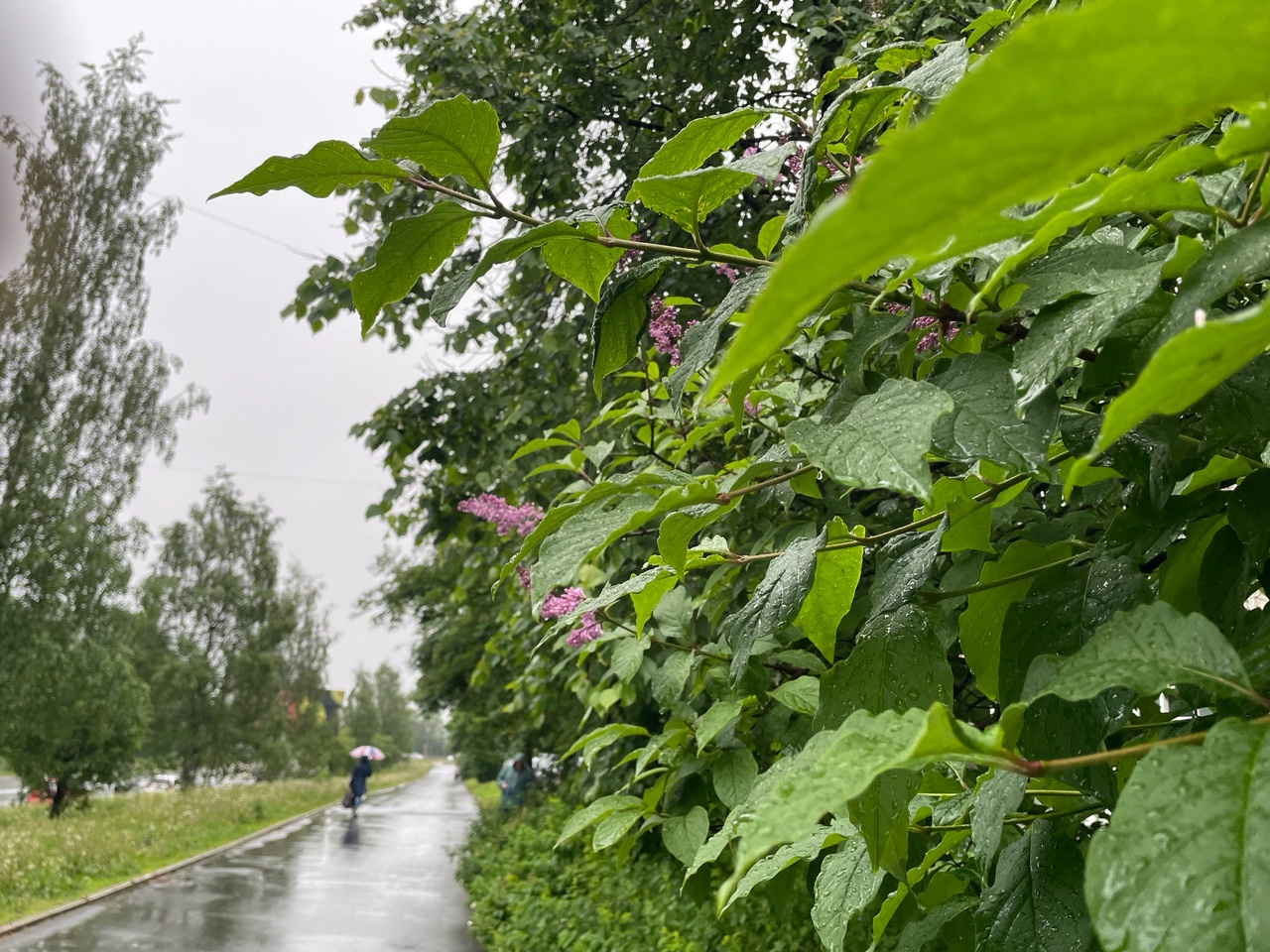 На Карелию опять идут сильные дожди