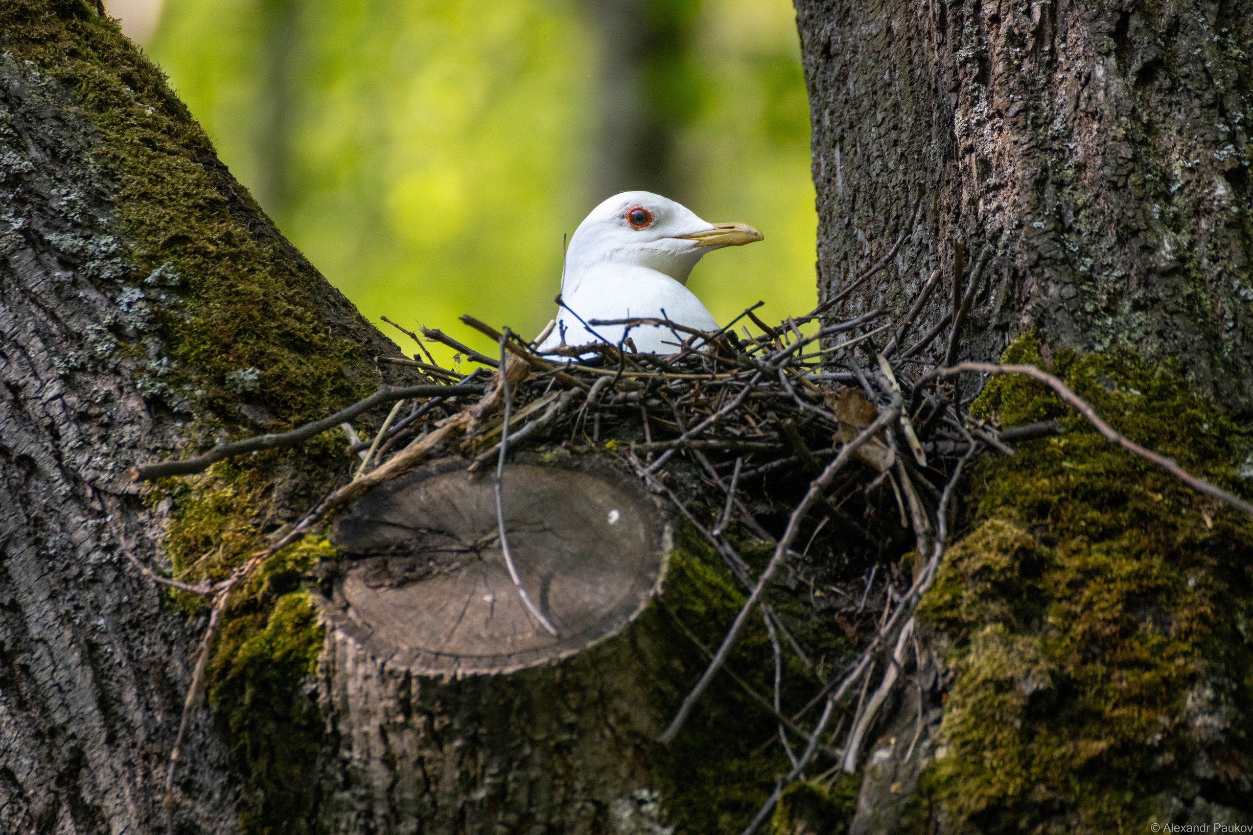 Синоптики рассказали о погоде на среду в Карелии