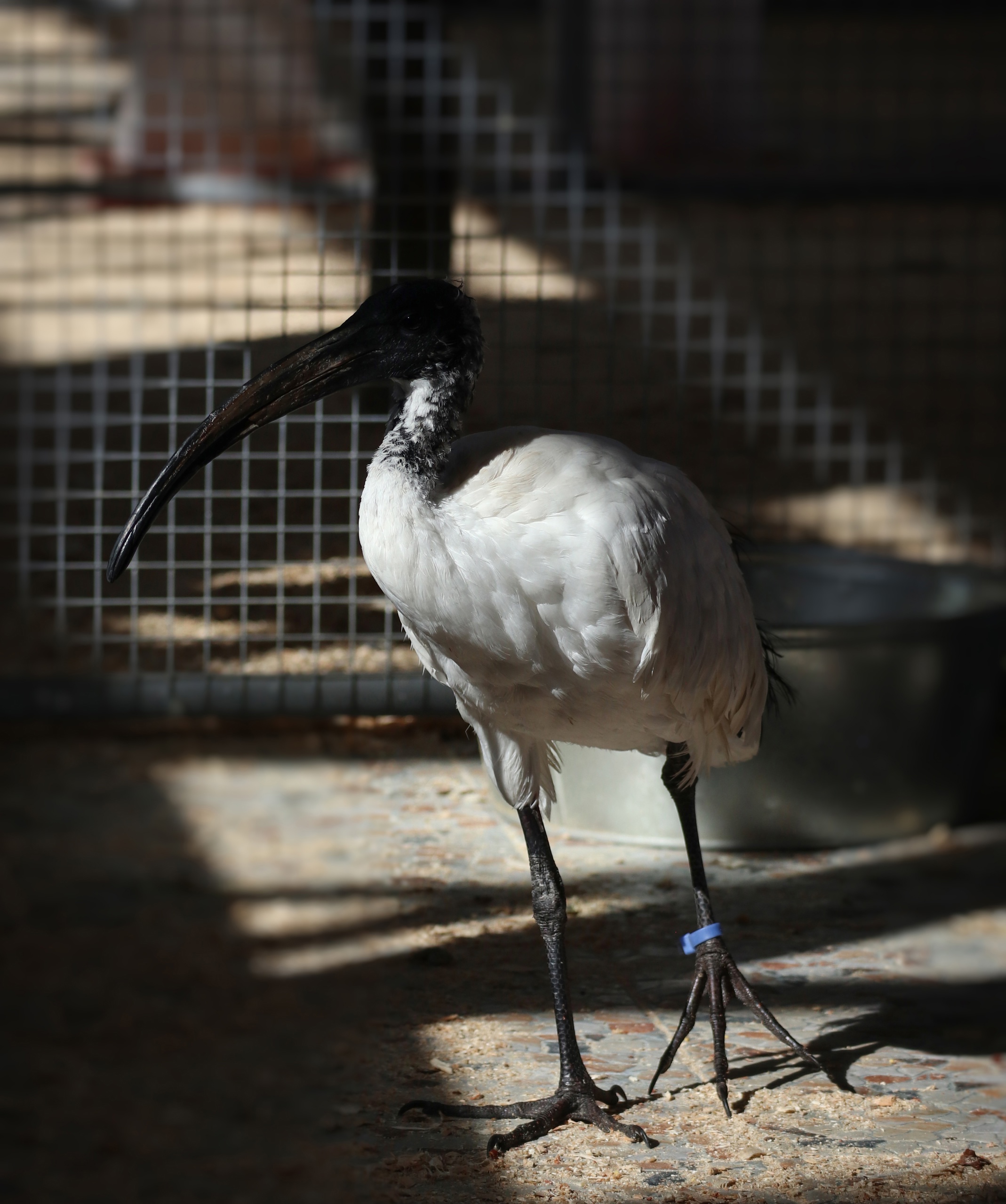 Священная птица из Египта поселилась в Карелии