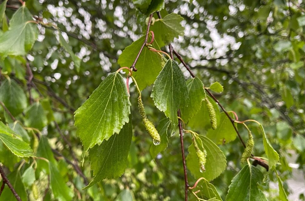 Где ты, лето?: в Карелию 29 июня вернутся сильные дожди, кое-где похолодает до +1°С
