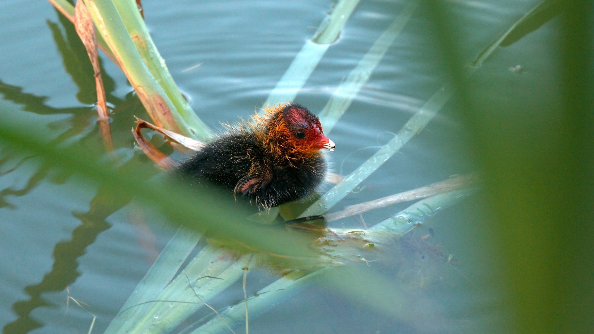 В соседнем с Карелией мегаполисе появились птенцы лысухи
