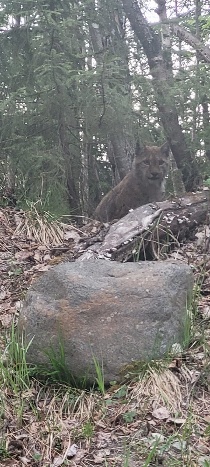 Красавицу рысь заметили по дороге из Ведлозера в Кинелахту