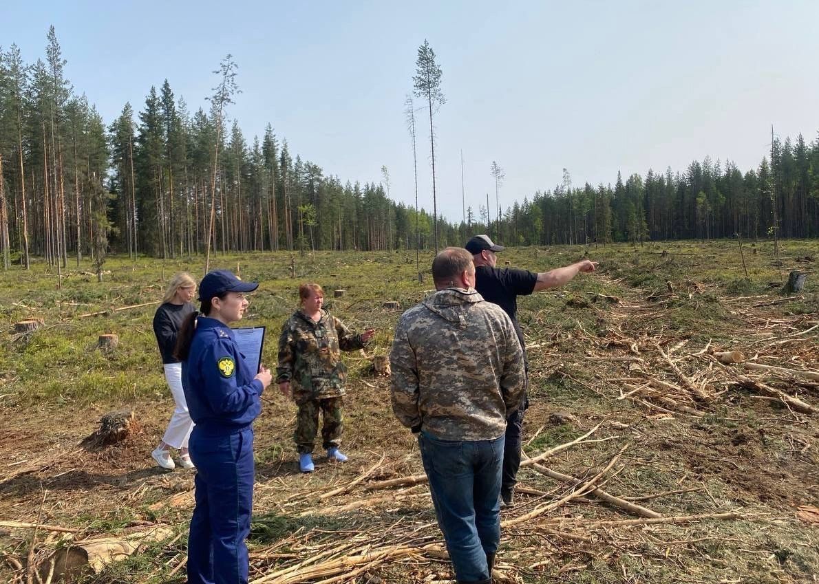 Прокуроры вместе с полицией и лесничими осмотрели место уничтоженного под корень соснового бора в Медвежьегорском районе
