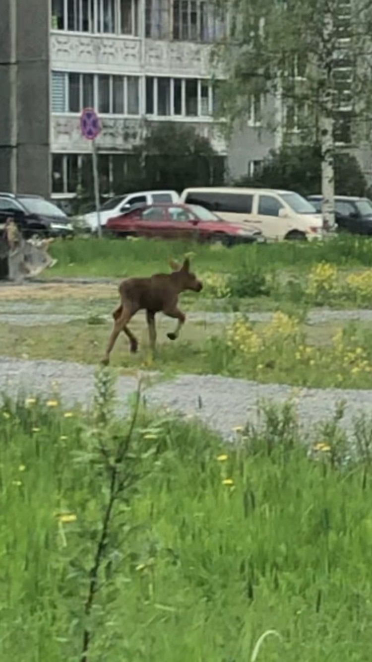 Сирота-лосенок может попасть в беду в столице Северного Приладожья