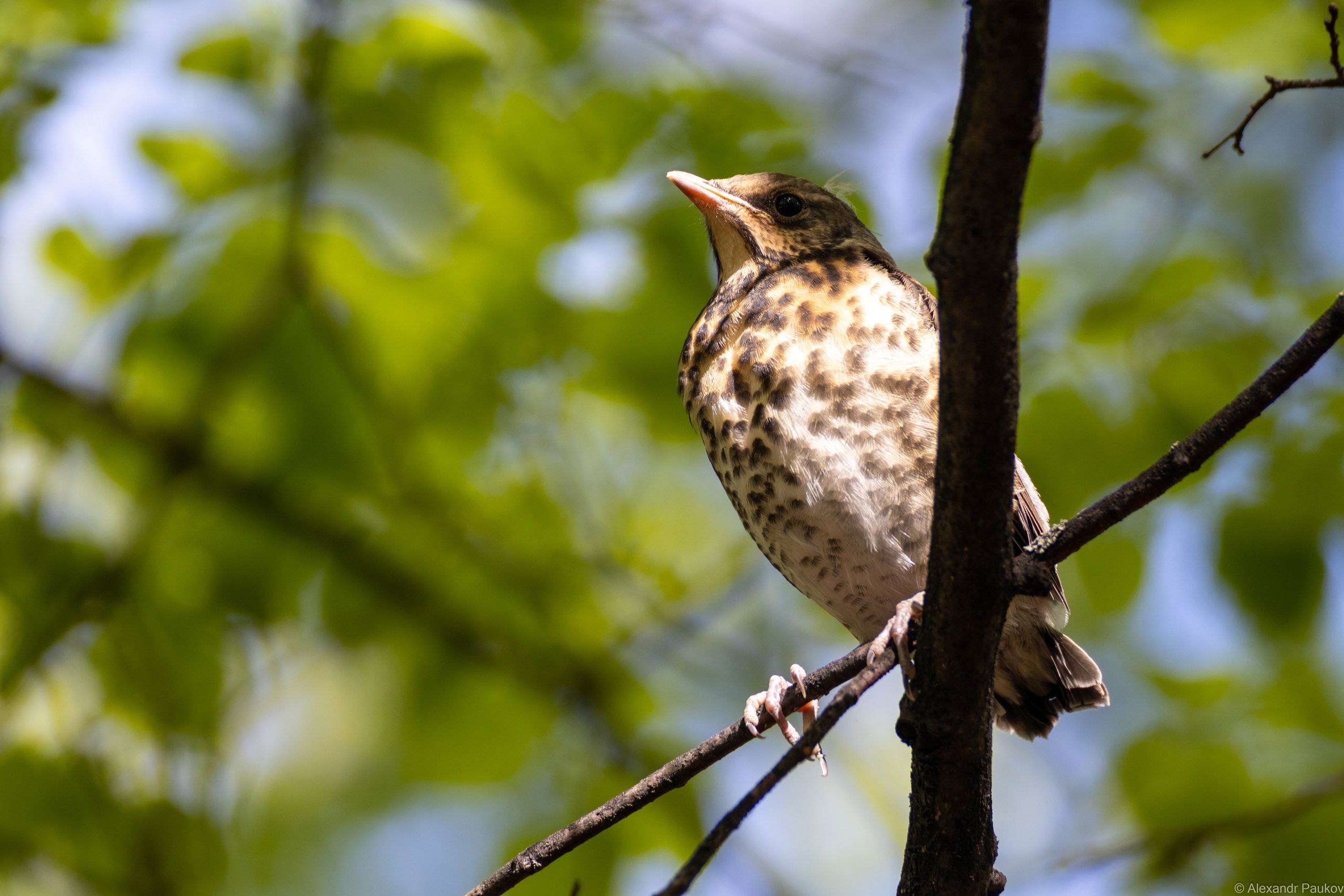Летняя погода с небольшими дождями ожидает жителей Карелии