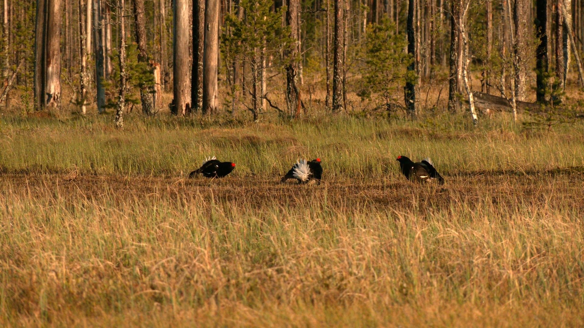 Узнали, почему тетерева токуют даже после вылупления птенцов