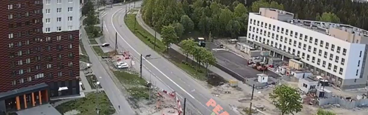 Сохатый метался ночью по Кукковке в Петрозаводске