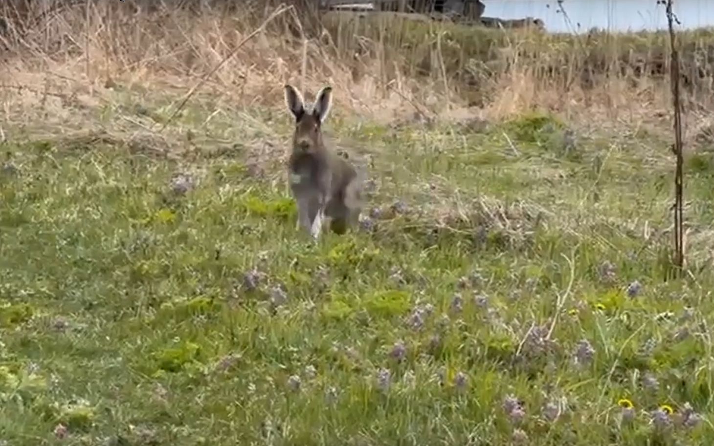 Кижский «дед Мазай» рассказал, когда можно увидеть местных кенгуру на самом крупном острове в Онежском озере