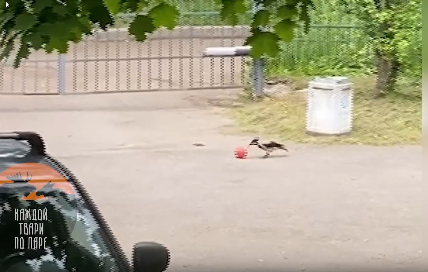 Пернатую поклонницу футбола заметили по соседству с Карелией