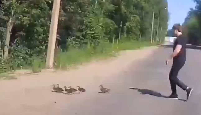 Мужчина перевел утиное семейство через дорогу в Петрозаводске