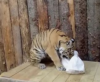 Кормление с элементами игры провели в Карельском зоопарке