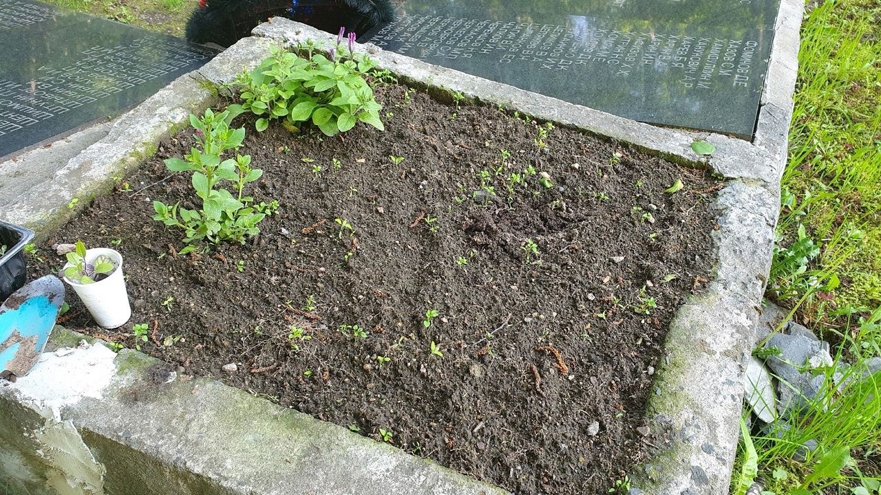 Неизвестные вырвали с корнем цветы на братской могиле советским воинам в Пряже