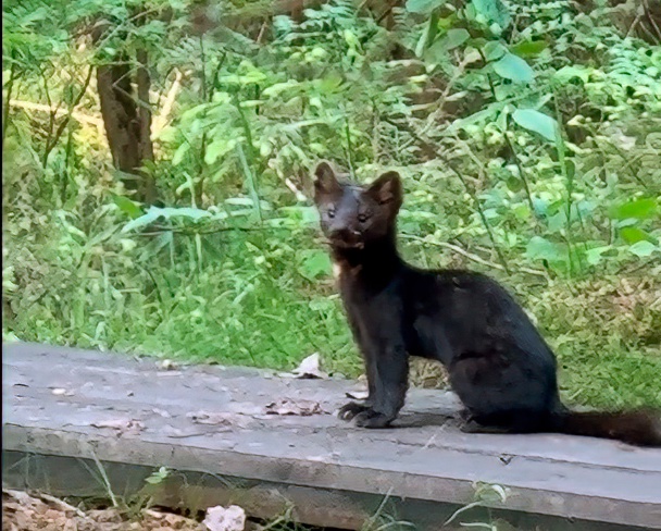 Редкий зверек появился в заказнике Ленинградской области