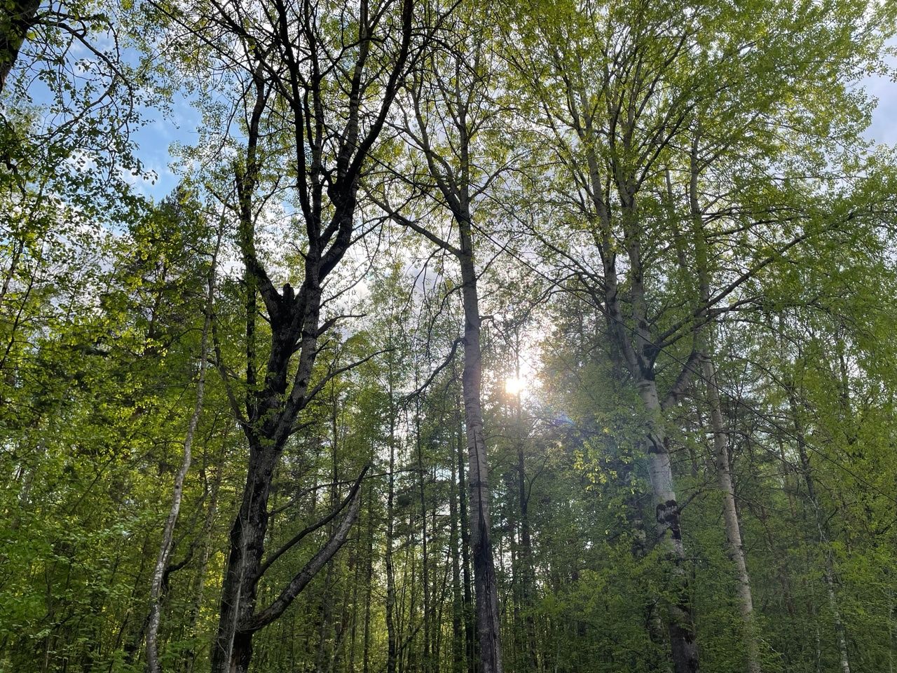 Если бы не северный ветер, то почти штиль был бы 14 июня в Карелии