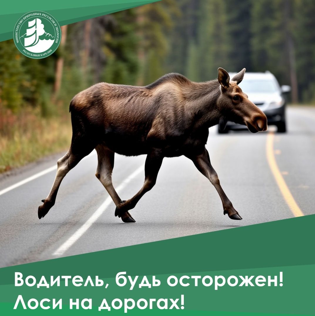 Автомобилисты сбили пять лосей в нескольких районах Карелии | karelia.news
