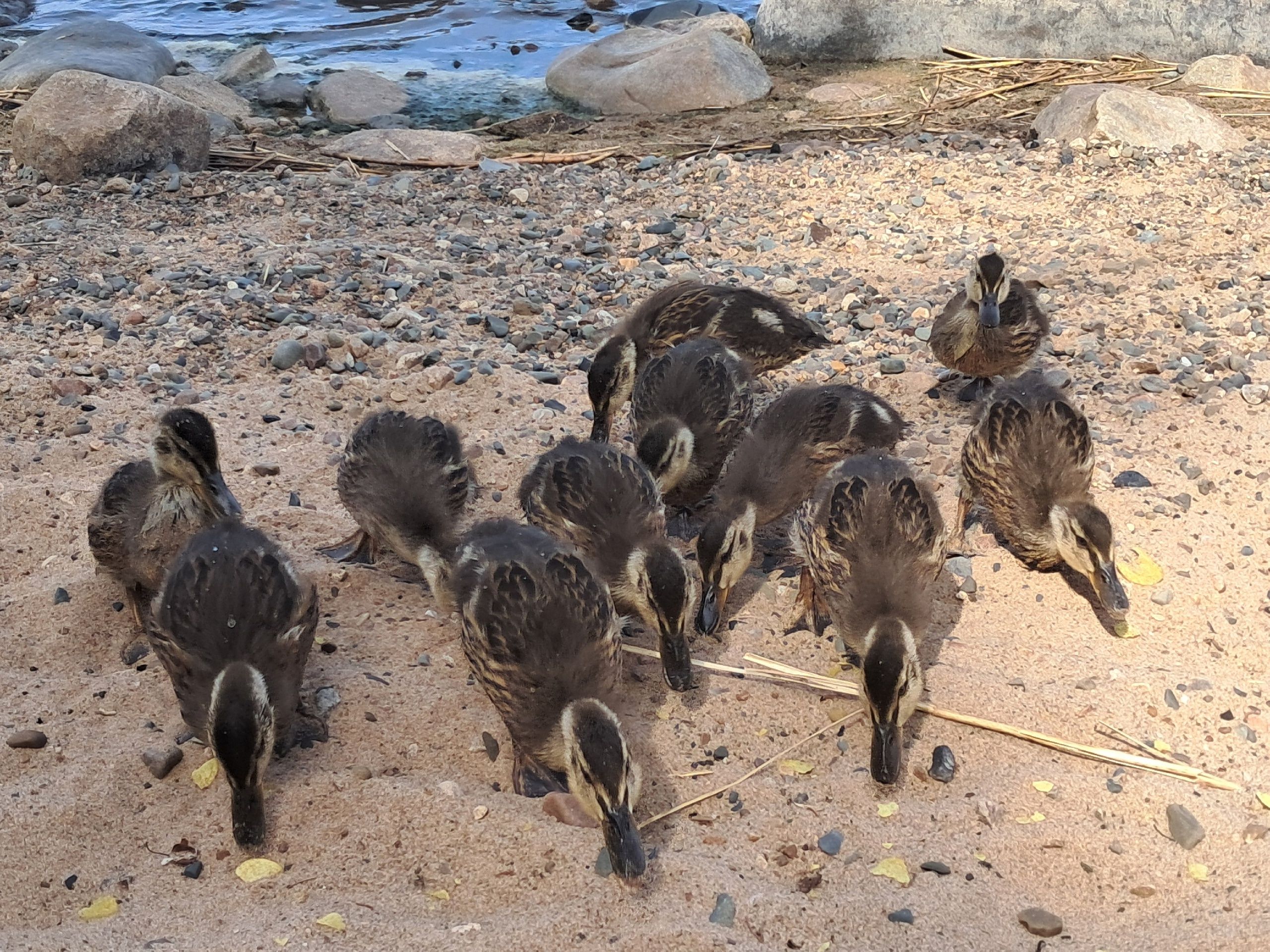 Утиную семью засняли на видео на Ключевой