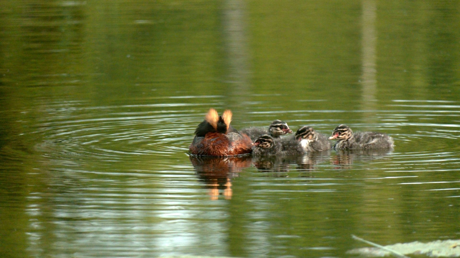 Рядом с Карелией красношейные поганки снова вывели потомство