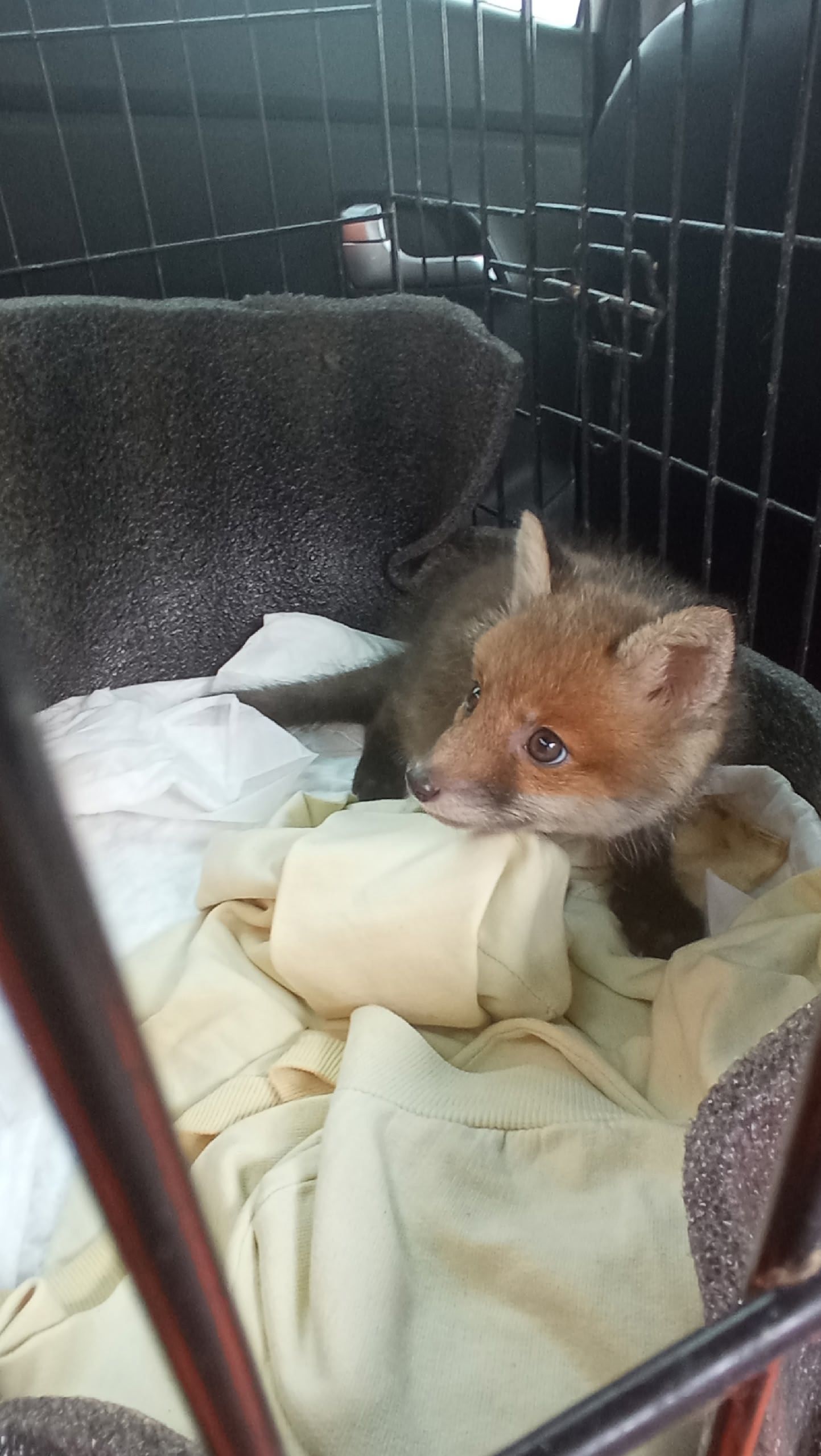 Спасенный в Карелии лисенок стал петербуржцем