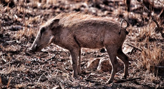 Труп дикого кабана вызвал подозрения на африканскую чуму свиней на востоке Карелии