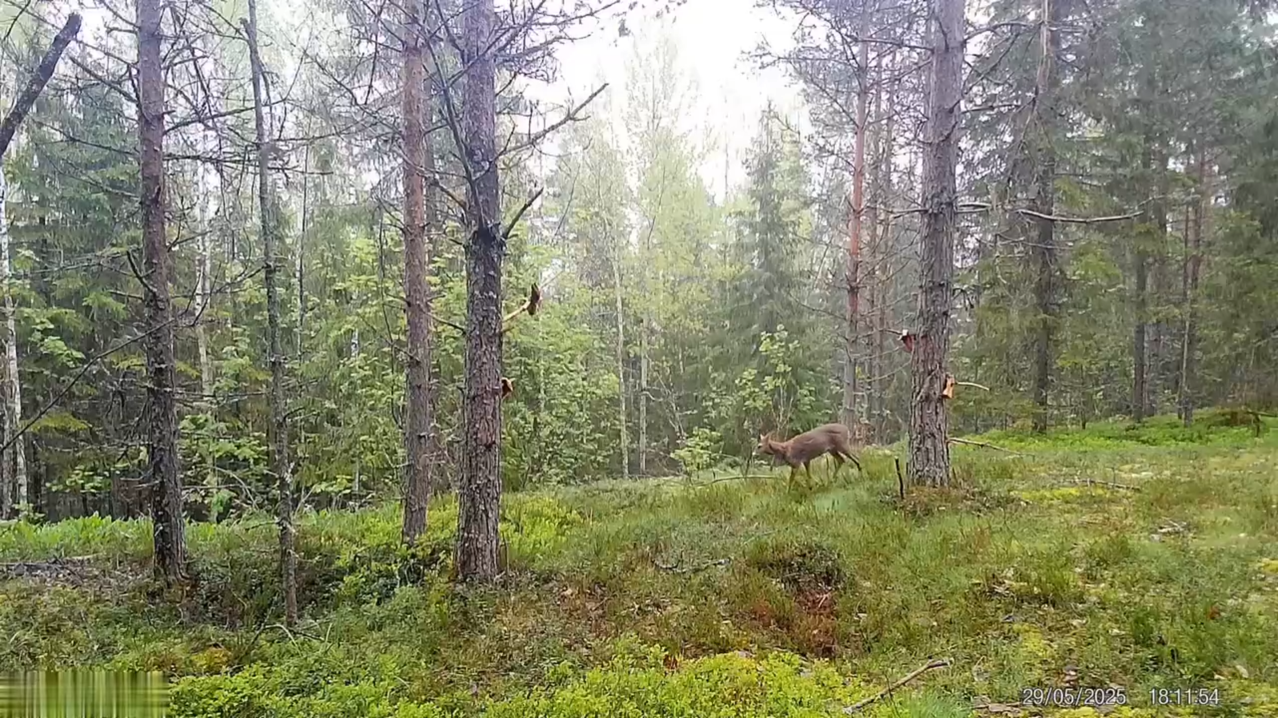 Косуля попала в объектив камеры в Карелии