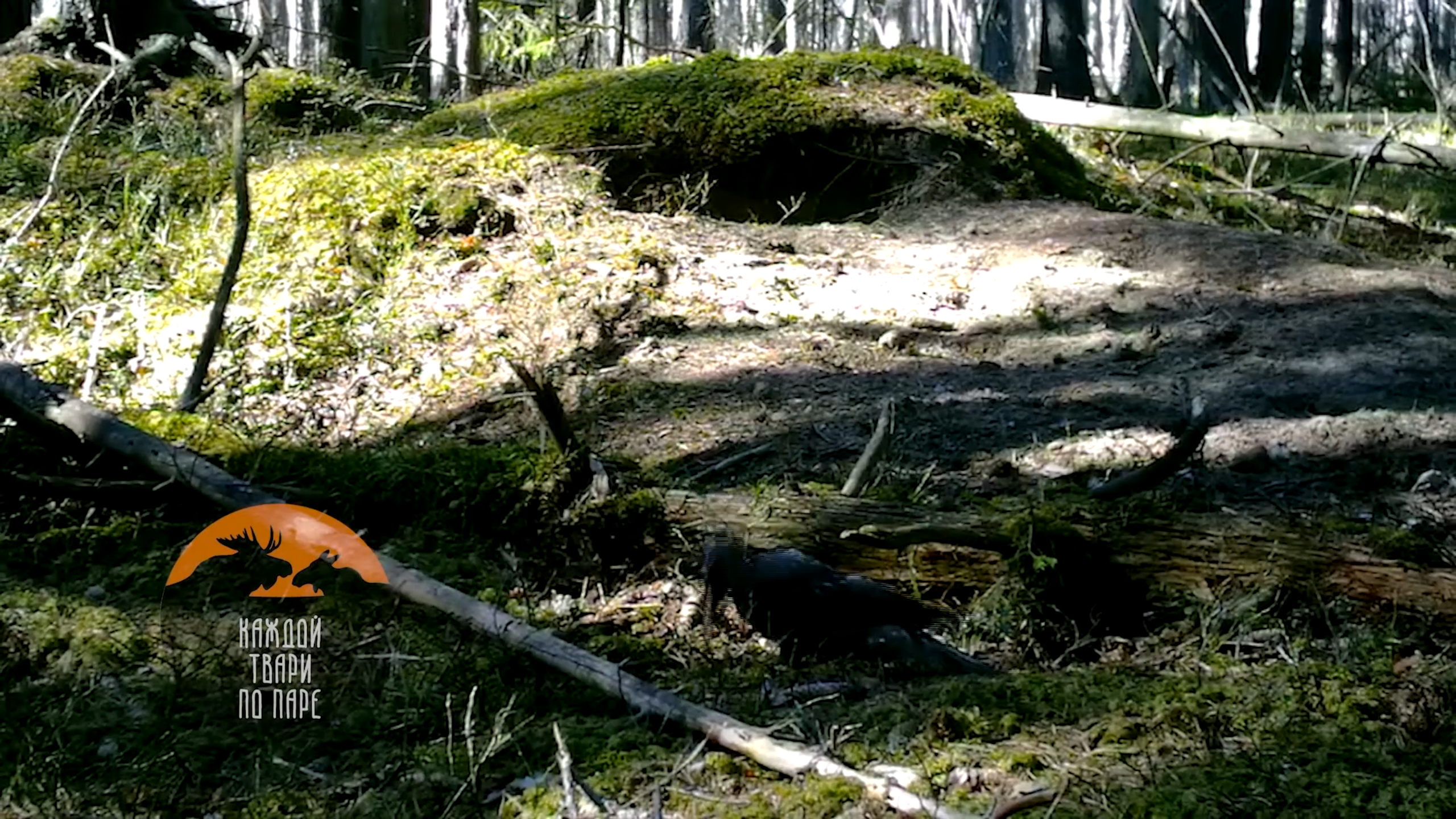 В соседнем с Карелией регионе дятел атаковал фотоловушку