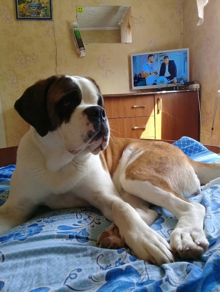 Карельские ветеринары спасли любимицу семьи