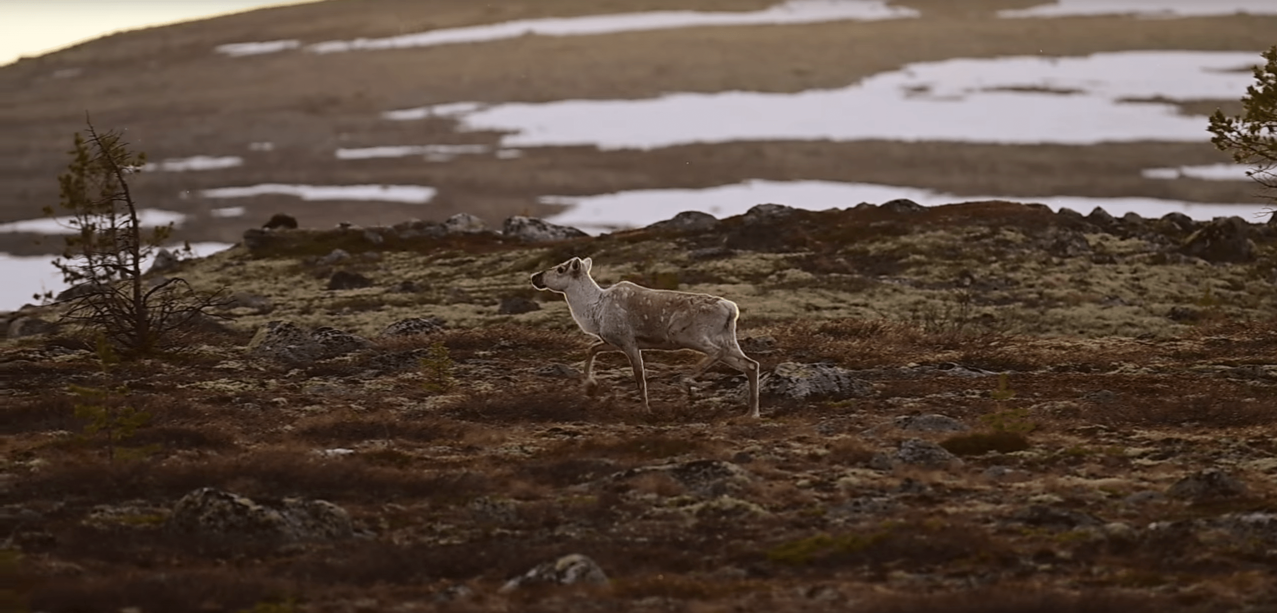 Редкие кадры: в тундре Лапландского заповедника замечены пыжики