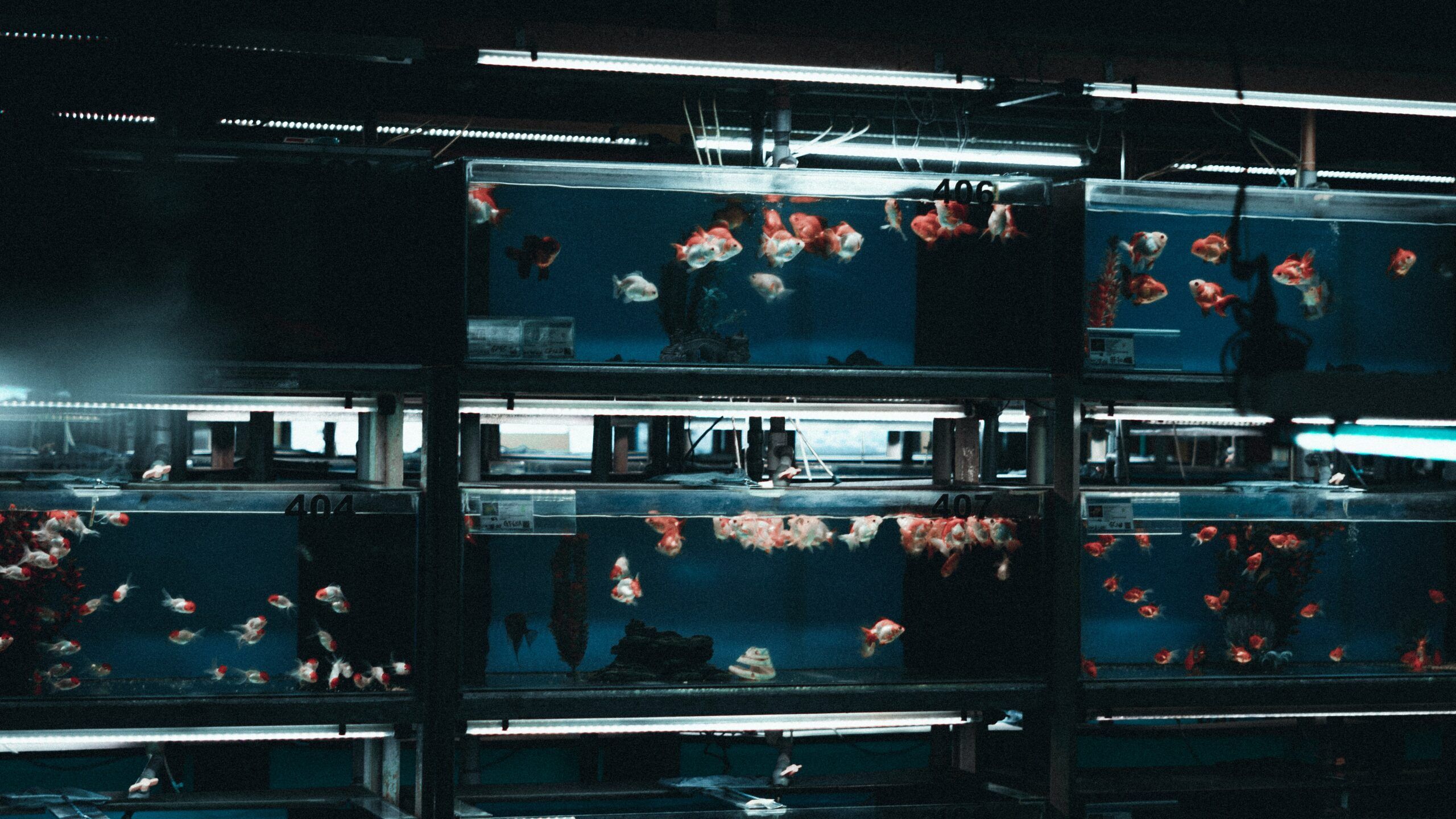 Карелия укрепляет продовольственную безопасность за счет аквакультуры