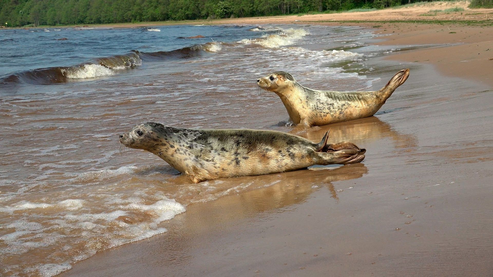 В соседнем с Карелией регионе отпустили на волю трех серых тюленей