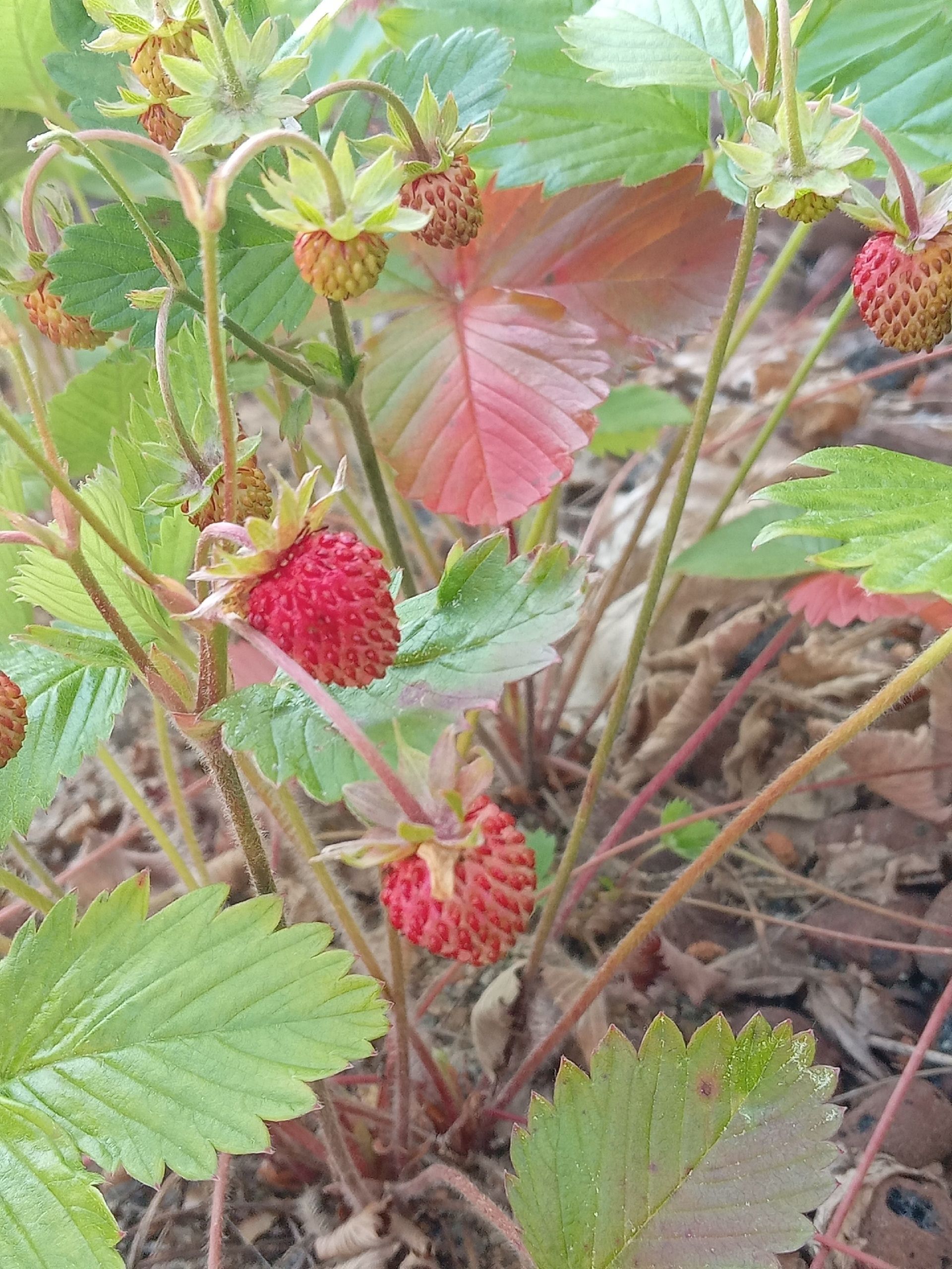 Первая земляника порадовала жителей Карелии