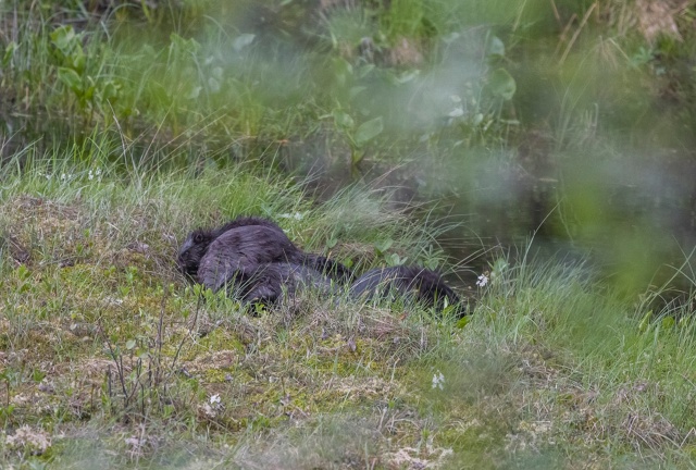 Узнали, почему у бобров встает дыбом шерсть в лесном заповеднике