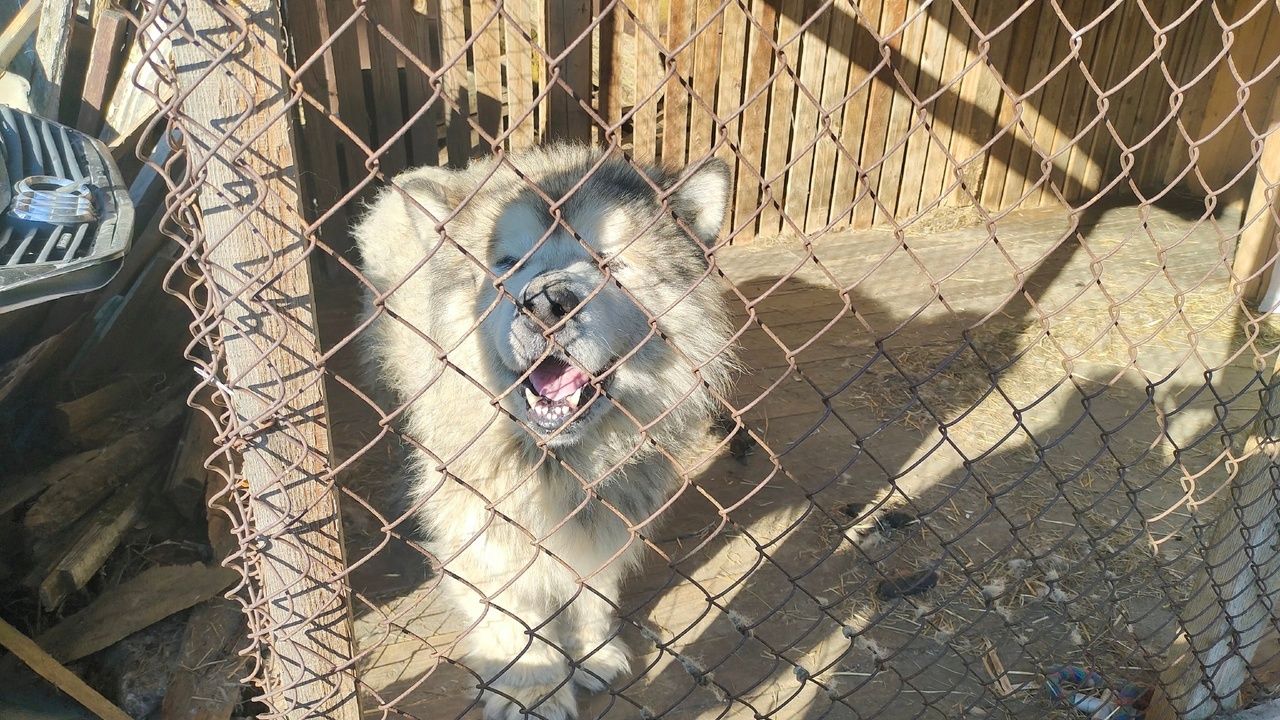 Отлов безнадзорных собак пройдет в Кондопожском районе